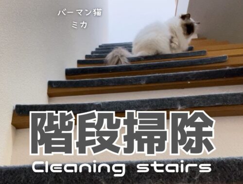 バーマン猫ミカ【階段掃除】Cleaning stairs（バーマン猫）Birman/Cat