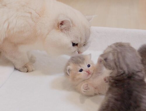 Kitten surprised by daddy cat approaching from behind was so cute