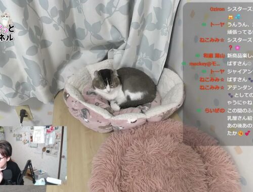 猫ちゃんの日常 ライブ配信♪ cute cat vlog Japan  2024/03/29 #猫 #ねこ #cat