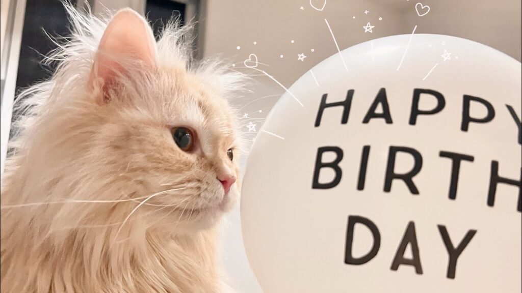 【2歳】もこ、お誕生日おめでとう🎉✨ 【2歳】もこ、お誕生日おめでとう🎉✨