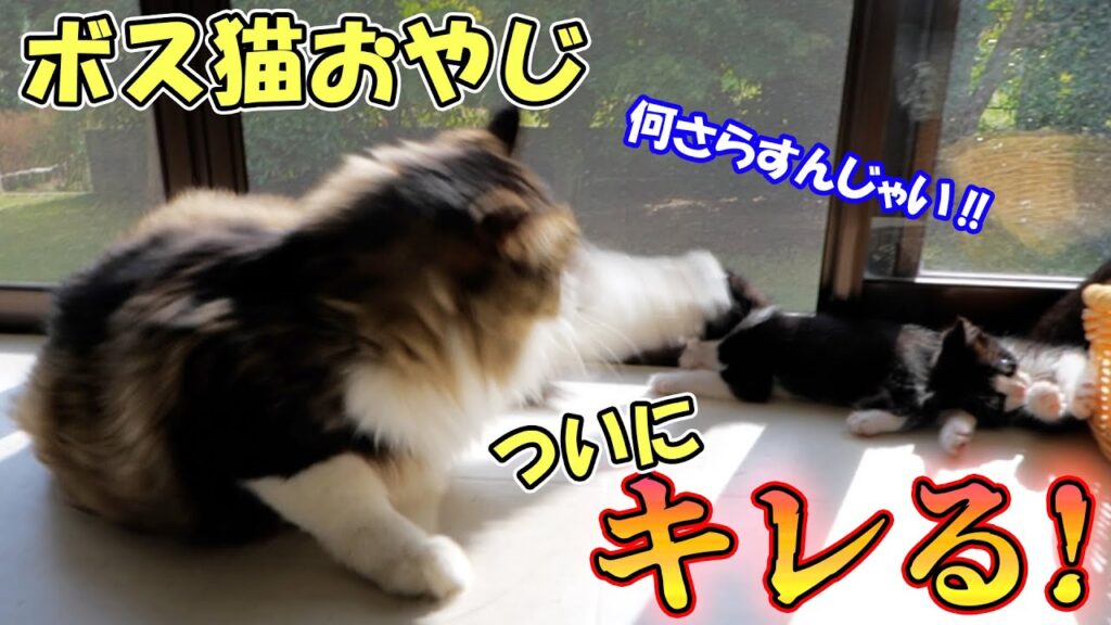 子猫達にロックオンされたボス猫おやじがついに拳を振り上げた🐈💢【仲良し子猫姉妹の成長記録】
