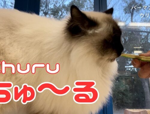 バーマン猫ウリ【ちゅ〜る】Churu（バーマン猫）Birman/Cat