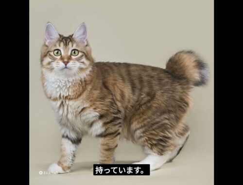 「ジャパニーズ・ボブテイル」または「ラッキー・キャット」としても知られるジャパニーズ・ボブテイルの猫