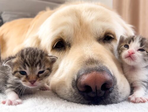 How the Golden Retriever and New Tiny Kittens Became Best Friends [Cutest Compilation]