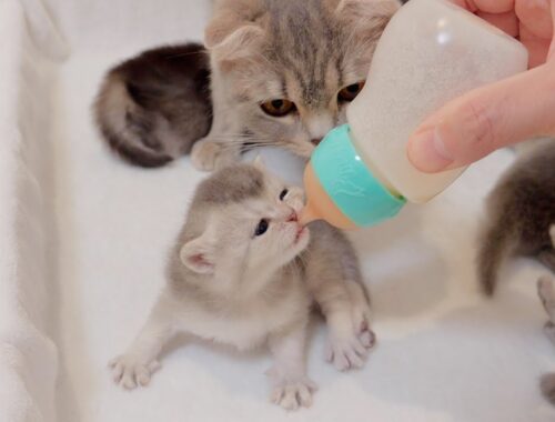The kitten's reaction when I gave it milk from a bottle for the first time was so cute...