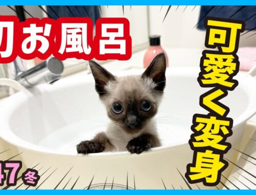【保護子猫】生まれて初めてのお風呂は意外と快適？真冬に生まれた子猫たち。（冬47）