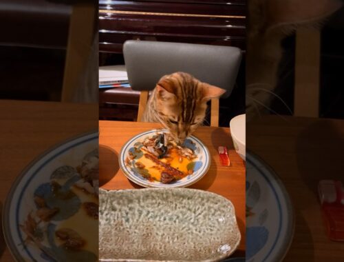 鯖の味噌煮を食べたがるシンタロー君😹❌#cat #ベンガル #オシキャット #ニャン #癒し動画