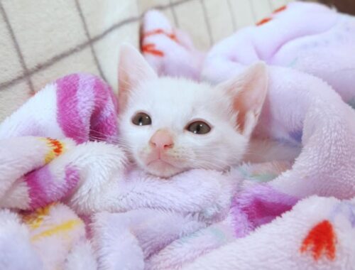 毛布に埋もれた子猫は気持ちよすぎて出てきてくれません【赤ちゃん猫　保護猫】