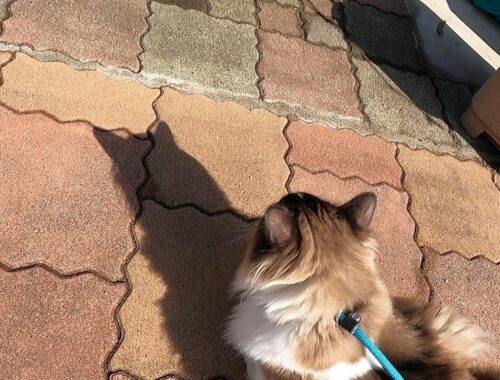【猫】【cat】花粉症の中、散歩に連れて行ってあげました。#cat　#猫