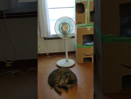 扇風機に涼む大吉　　 #japanesecat #cat #日本猫