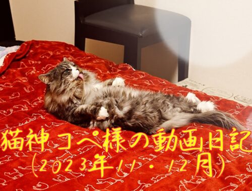 猫神コペ様の動画日記(2023年11月・12月)