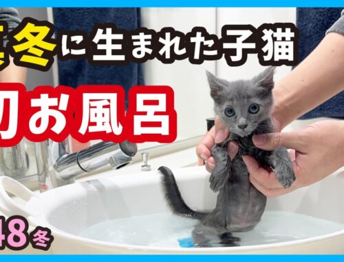 保護したロシアンブルーな子猫が、生まれて初めてのお風呂に入る！真冬に生まれた子猫たち。（冬48）