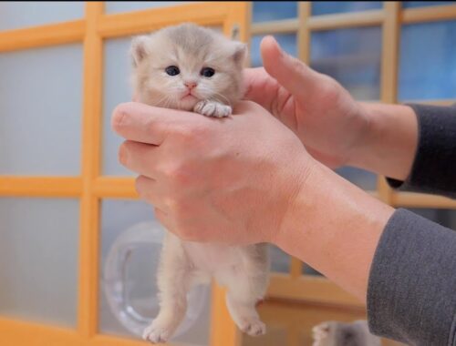 This cute kitten keeps walking up to its owner when praised.