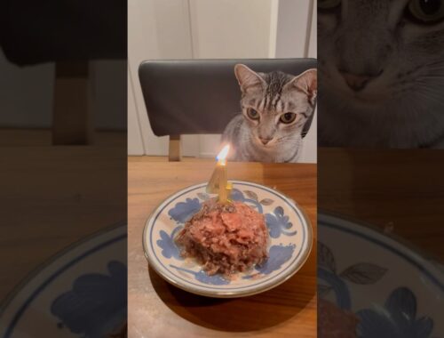 ユキオ王子👑4歳お誕生日おめでとう🎂#cat #オシキャット #ベンガル #kitten #ねこ #癒し動画 #お誕生日おめでとう