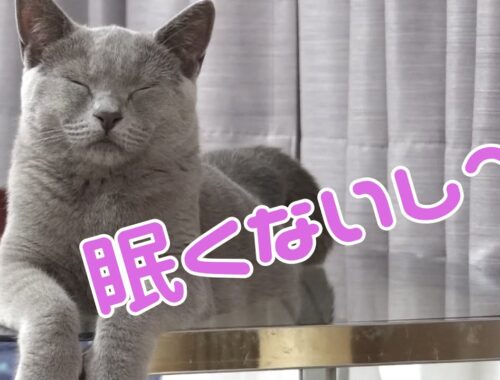【面白動画】変わった寝顔、寝姿で寝るシャルトリューが猫かわいい           【シャルトリュー】