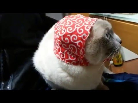 ネコ(トンキニーズ)　猫頭巾