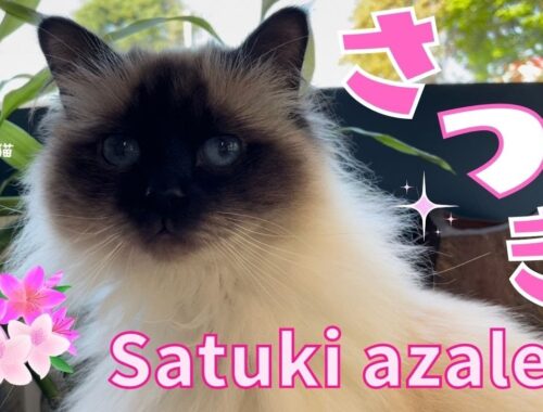 ５月の花【さつき】Satuki azalea（バーマン猫） Birman/Cat