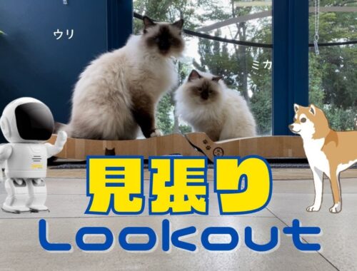 バーマン猫ミカとバリバリベッド【見張り】Lookout（バーマン猫）Birman/Cat