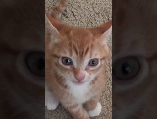 Tiny Orange Kitten, Very Loud Meow!