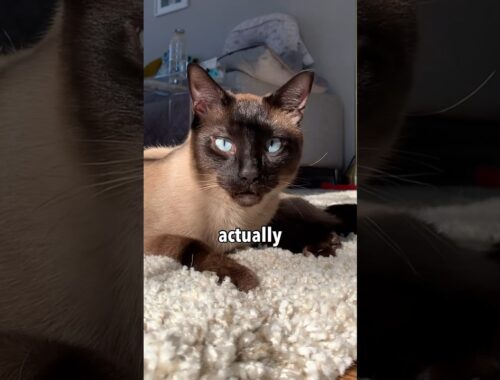 My Siamese Cat’s Way of Greeting Me 🥲