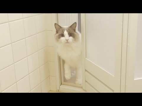 入浴中の飼い主が溺れていないか心配してくるラグドール猫がかわいすぎた。