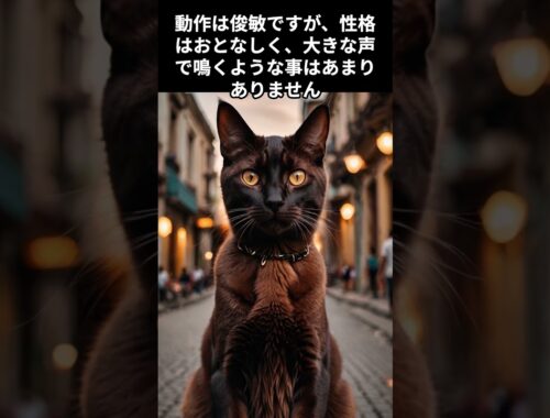 【ハバナブラウンの雑学】 #cat #雑学 #1分雑学