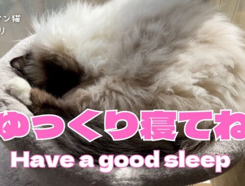 バーマン猫ウリ【ゆっくり寝てね】Have a good sleep（バーマン猫）Birman/Cat