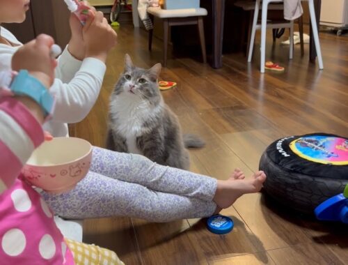 子供が食べるゼリーが気になる猫　ノルウェージャンフォレストキャット　ラガマフィンA cat is curious about the jelly that a child is eating.