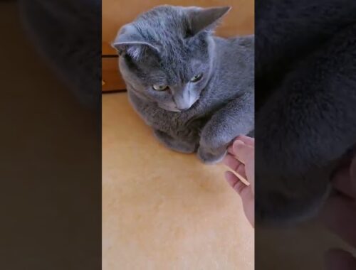 고양이는 왜 손목을 꺾고 있을까?