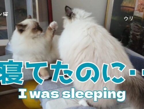 バーマン猫ラフとウリ【寝てたのに‥】I was sleeping（バーマン猫）Birman/Cat
