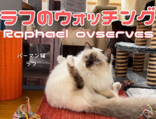 バーマン猫ラフ【ラフのウォッチング】Raphael ovserves（バーマン猫）Birman/Cat