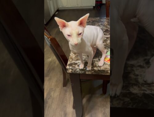 Handsome Sphynx meows funny