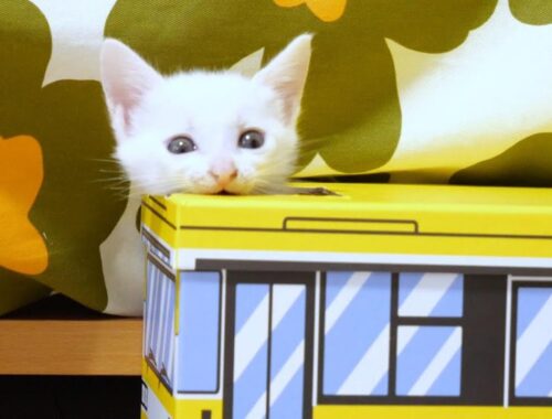 元気すぎる子猫がバスを破壊しようとしています【赤ちゃん猫　保護猫】