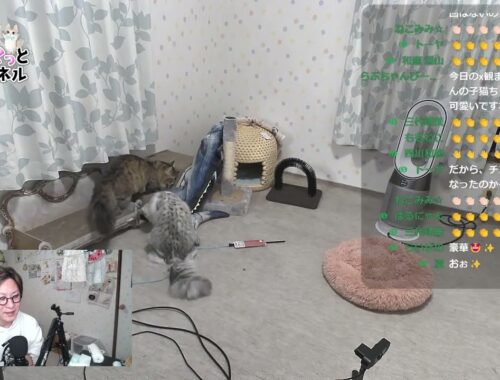 2024/04/05 猫ちゃんライブ配信♪ cute cat vlog Japan #猫 #ねこ #cat