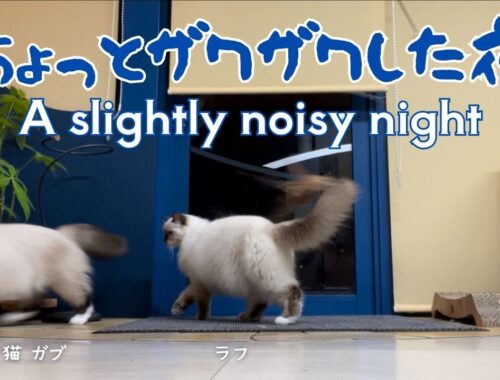 バーマン猫ラフとガブとミカ【ちょっとザワザワした夜】A slightly noisy night（バーマン猫）Birman/Cat