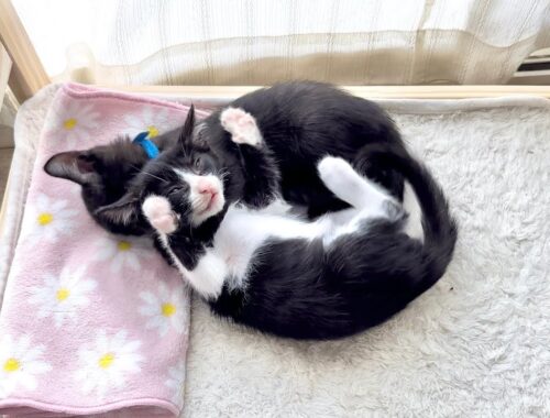 眠すぎる子猫の戦い【ポノfam物語#46】Kitten wrestled but sleepy kitten.