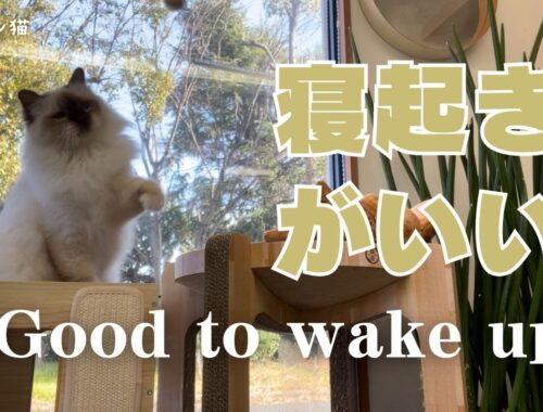 バーマン猫ラフ【寝起きがいい】Good to wake up（バーマン猫）Birman/Cat