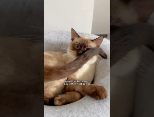 what you won’t do for love cute cat trend 🥺👉🏻👈🏻 cute cats | tofu the siamese cat #cats