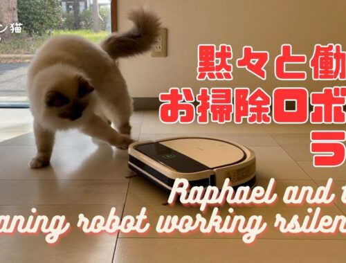 バーマン猫ラフ【黙々と働くお掃除ロボとラフ】Raphael and the cleaning robot working rsilently（バーマン猫）Birman/Cat