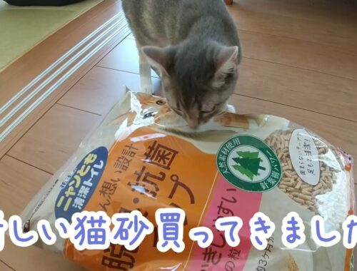 【猫砂】ニャンとも小さめの粒買ってきた【アメリカンカールの立ち耳の猫るるちゃん】