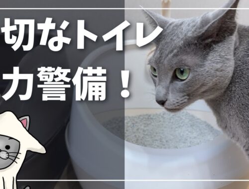 お気に入りのトイレ、お掃除中も離れないかわいい猫【ロシアンブルー】