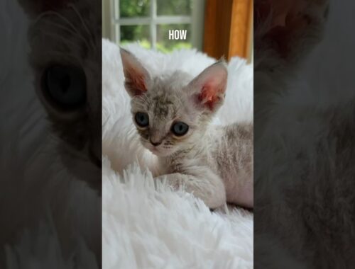 How does this.. turn into this? #howdoesthisturnintothis #devonrex #kitten #cat