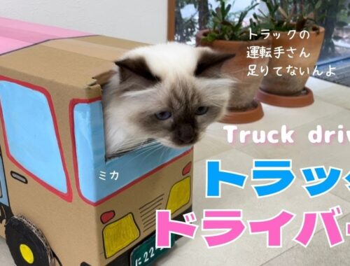 運転手はバーマン猫のミカ【トラックドライバー】Truck driver（バーマン猫）Birman/Cat
