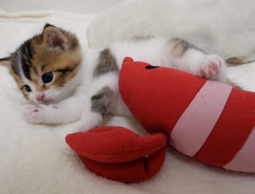 How kitten Nico made a new friend "Mr.shrimp".
