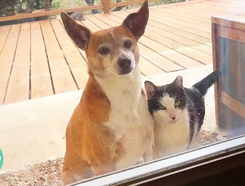 Lost Dog Shows Up At A Cat Sanctuary. Now Cats Are In Love! | Cuddle Buddies