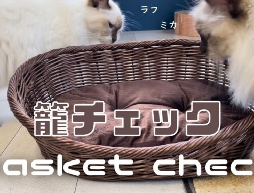バーマン猫たちの新しい寝床【籠チェック】Basket check（バーマン猫）Birman/Cat