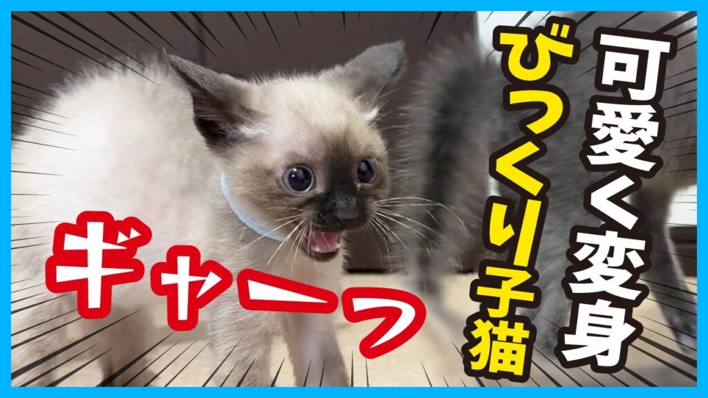 【仰天 子猫】兄妹猫でワチャワチャ遊んでいる時に起きた悲劇? かりんラスト前編。(冬56) 【仰天 子猫】兄妹猫でワチャワチャ遊んでいる時に起きた悲劇? かりんラスト前編。(冬56)