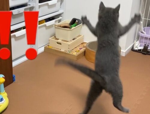 【猫】ブリティッシュショートヘア　子猫の全力のジャンプが可愛すぎる