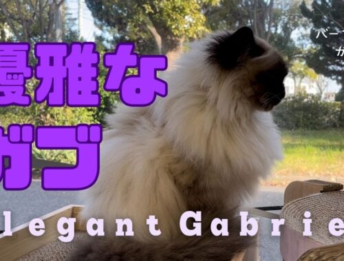 バーマン猫ガブ【優雅なガブ】Elegant Gabriel（バーマン猫）Birman /Cat