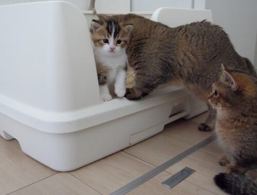 Cats Kiki and Charo waiting their turn to go to the bathroom are cute...
